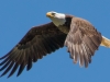 Bald Eagle #7_edited-1