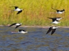 Black-necked-Stilts-in-Formation-2