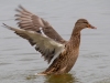 Female-Mallard-10-25-2022_edited-1