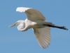 Great Egret in Flight