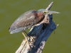 Green Heron