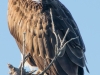 Osprey at Pelican Cove #2