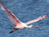 Roseate-Spoonbill-2-2023-02-22