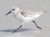 Sanderling-on-the-Run_edited-1