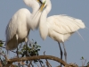 Two Egrets on Nest