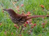 bird-among-the-berries