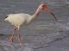 ibis-2_edited-1