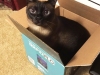 Archie-in-a-Box_edited-3