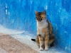 Cat-Blue-Wall_edited-1