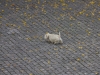 dog-along-seine