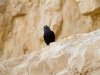 masada-bird-2