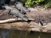 Alligators-Heron-2_edited-1