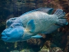 Blue-Fish-03-18-2010