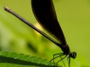 Bug on Leaf