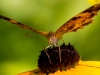 Butterfly on Black Eye Susan