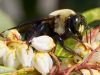 Carpenter Bee