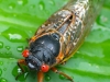 Cicada_edited-1