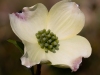 Dogwood-Flower-04-03-2021_edited-2