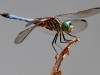 Dragonfly-2