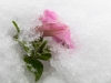 Flower in Ice