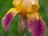 Iris-05-06-2020