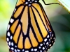 Monarch Butterfly 09-02-2015 #4_edited-1