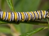 Monarch Catepillar_edited-2