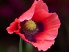 Poppy-05-03-2021