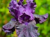 Purple-Iris-05-06-2020