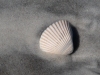 Shell-Sand_edited-1