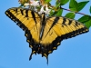 Swallowtail-Butterfly_edited-1