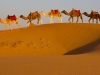 Camels on the Sahara #2