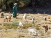 Moroccan-Goat-Herder