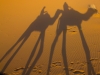 Susan & Paul on Camels #4